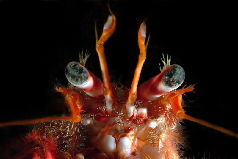 Dardanus calidus (l''eremita)